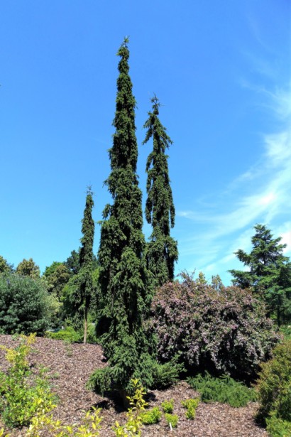 Ялина звичайна / європейська Ротенхаус